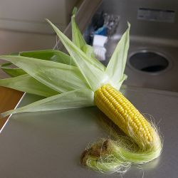 Corn