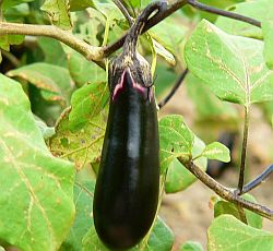 Eggplant