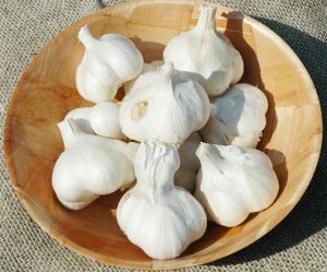 Garlic