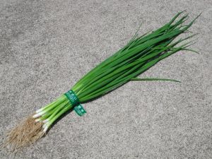 Green Onion (spring onion, salad onion, scallion)