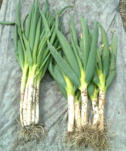 Green Onion (Scallion)