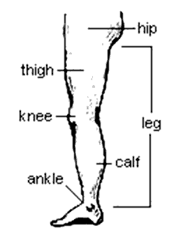 Leg Muscles