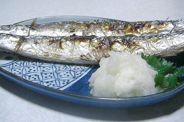 Pacific Saury