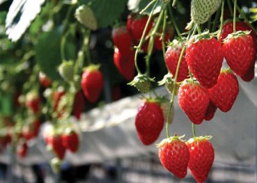 Strawberry Farm