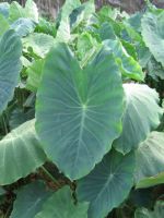 Taro Leaves