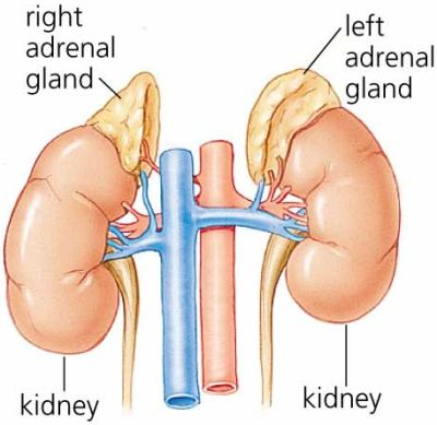 Adrenal Gland