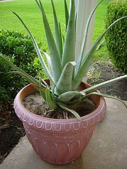 Aloe vera medicinal plant