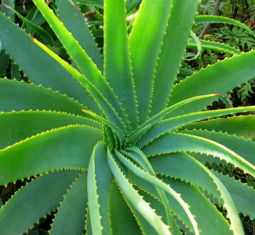 Aloe vera herbal medicine