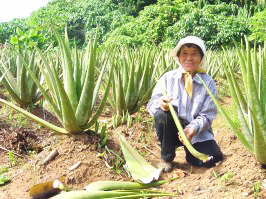 Aloe Vera Cultivation