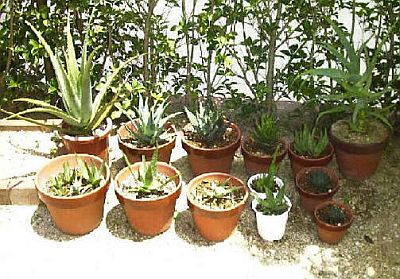 Aloe Vera Varieties