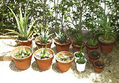 Aloe Vera Plants