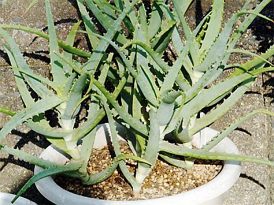 Aloe vera herbal plant