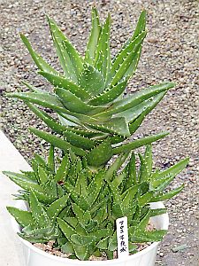 Aloe Vera