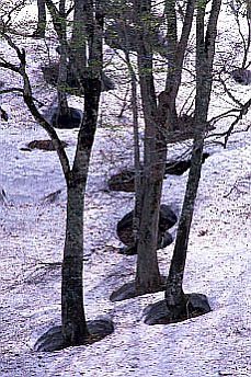 Bamboo tree melting the snow