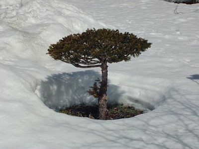 Bamboo tree melting the snow