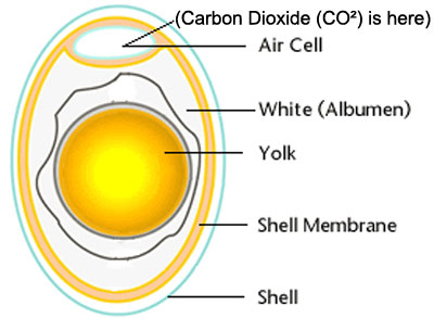 Egg Air Cell and Carbon Dioxide (CO2)