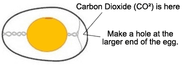 Carbon Dioxide in Egg