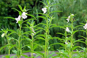 Sesame Plant