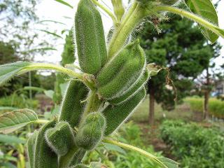 Sesame Plant