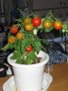 Tomato Plant