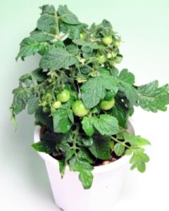 Tomato Plant