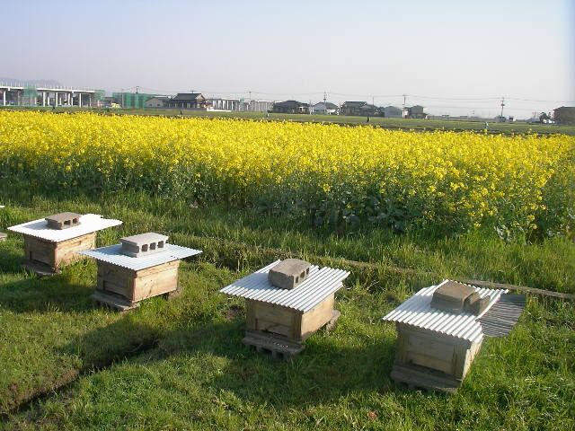Bee boxes in a farmland (colony collapse disorder)