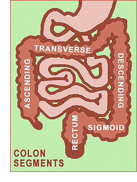 The Digestive Tract