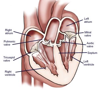 Parts of the Heart