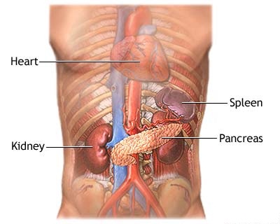 Pancreas