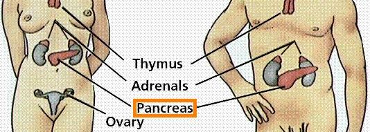 Pancreas