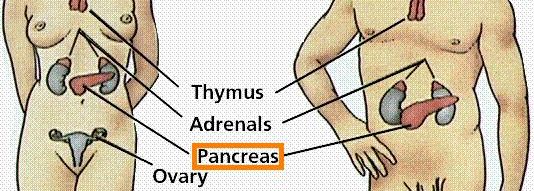 Pancreas