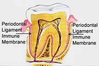 Periodontal Membrane