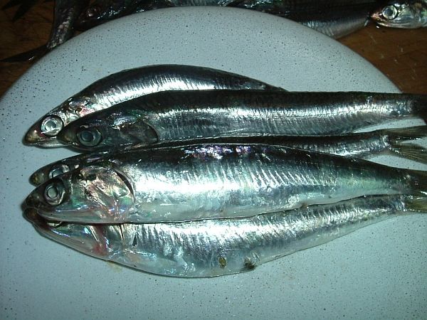 Sardines