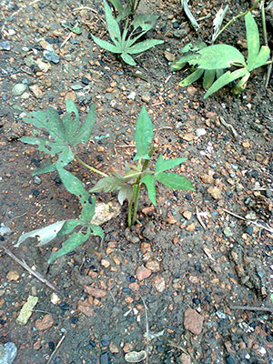 Sweet Potato Plant