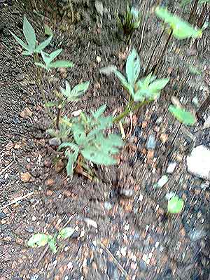 Sweet Potato Plant