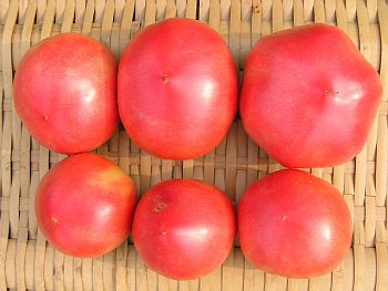 Tomatoes Red