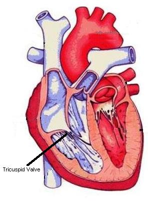 Tricuspid Valve