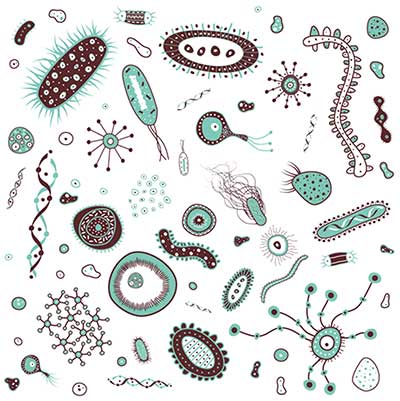 Bacteria and Viruses Mutation