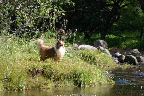 Natural remedy for canine dementia