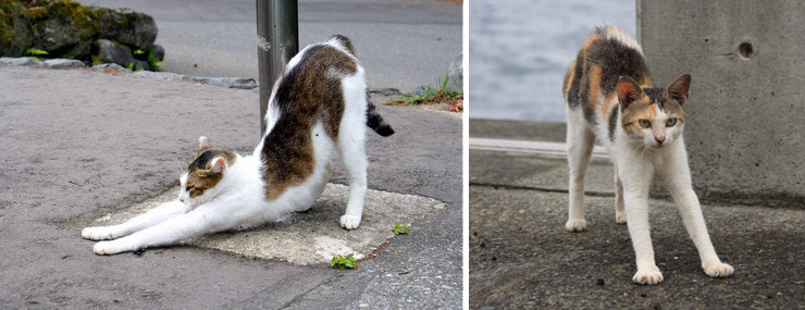 Cats Stretching