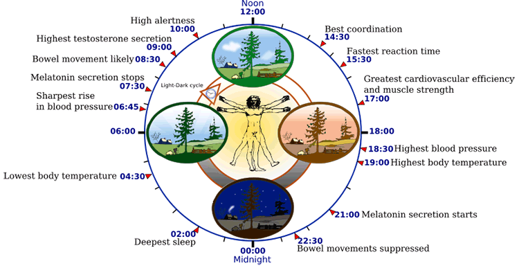 Circadian Rhythm