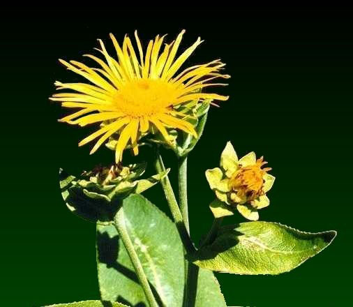 Elecampane herbal plant