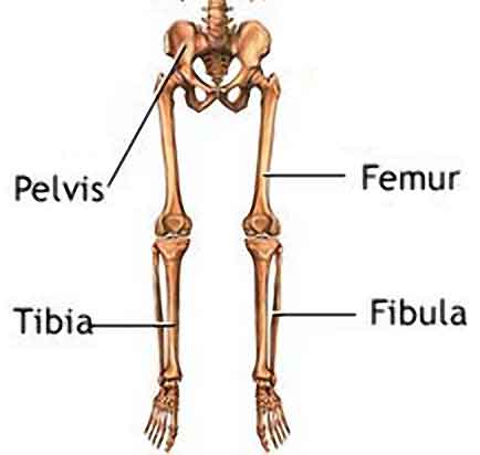 Hip Joint