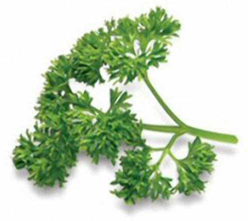 Parsley Leaves