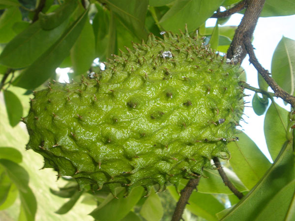 Soursop - Guanabana