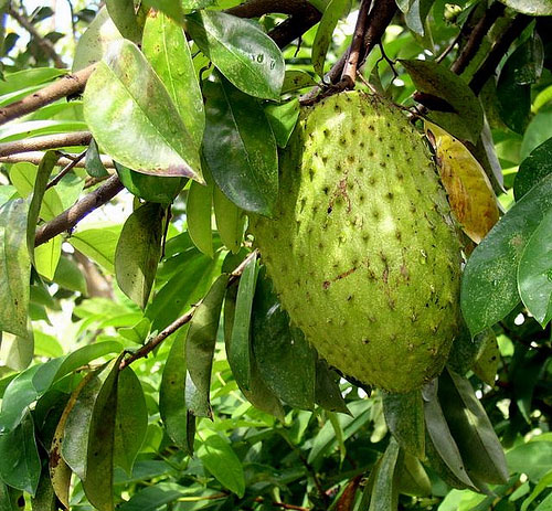 Soursop - Guanabana tree