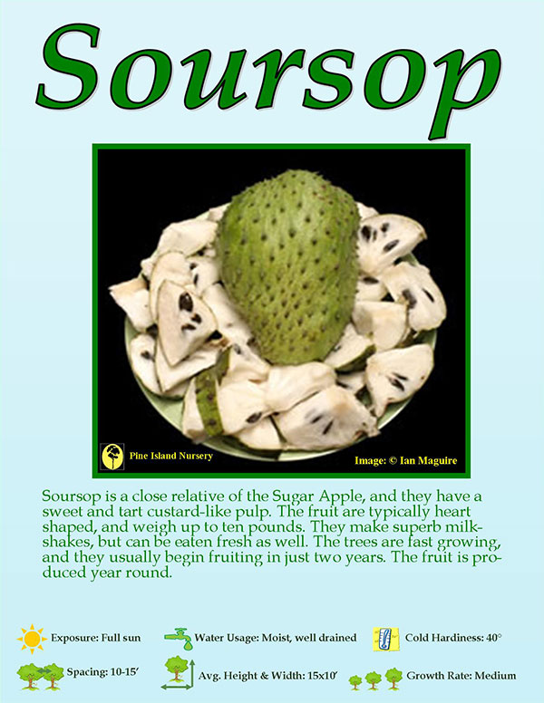 Soursop - Guanabana plant info