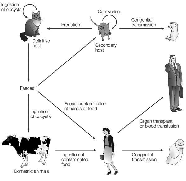 Toxoplasma Life Cycle