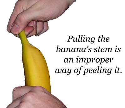 Pulling the banana's stem is improper