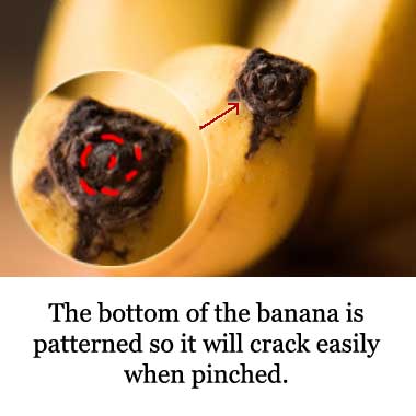 Crack at the bottom of banana makes it easier to peel